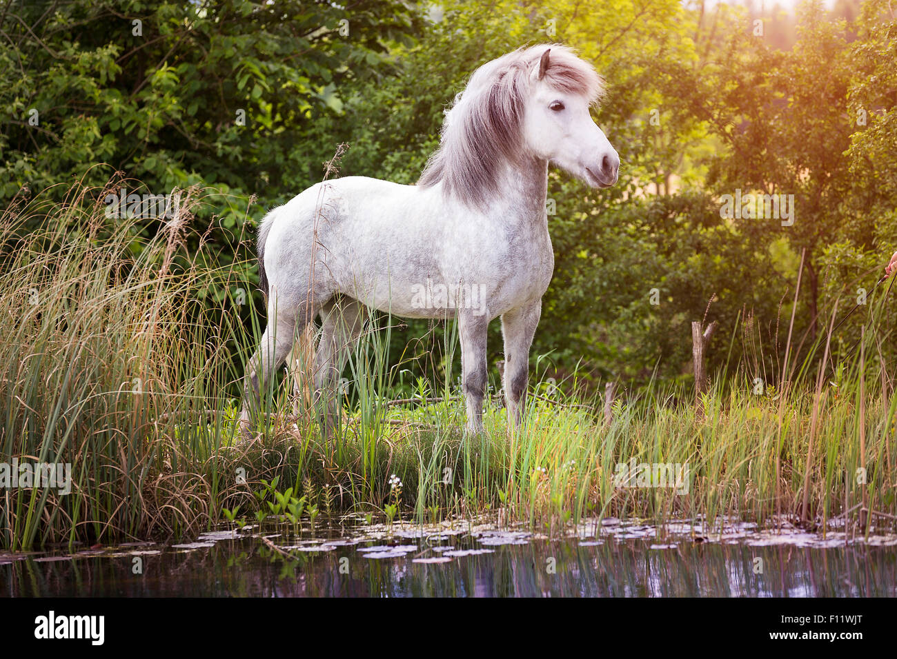 Islandic Horse Gray mare standing next to pond Austria Stock Photo