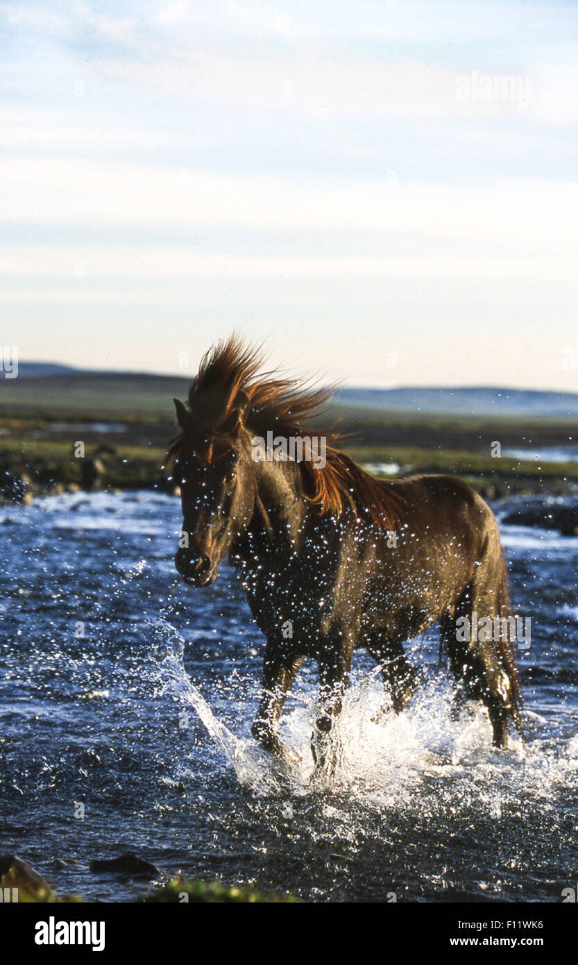 Icelandic Horse Single horse crossing stream Iceland Stock Photo