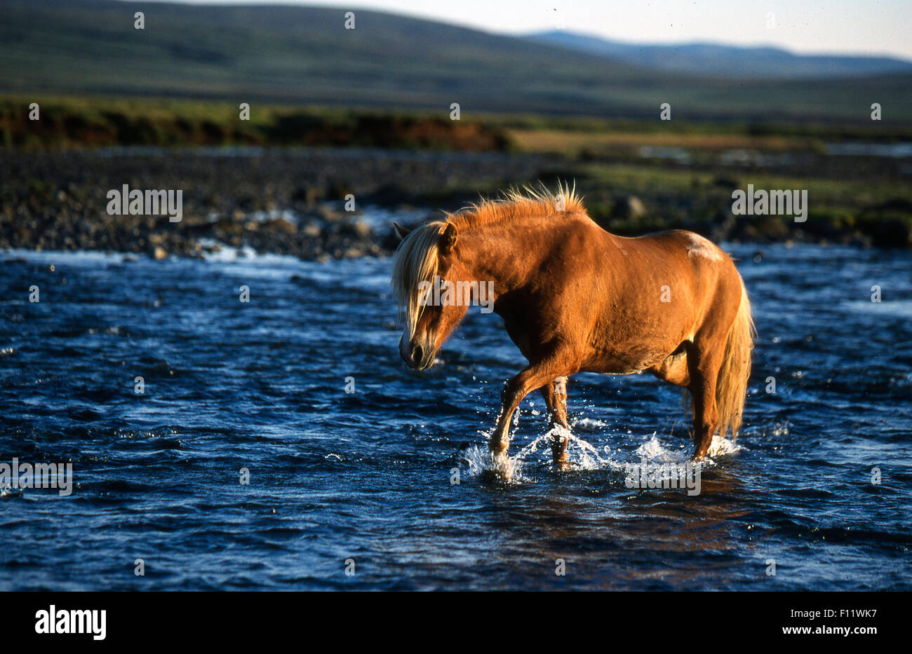 Icelandic Horse Single horse crossing stream Iceland Stock Photo
