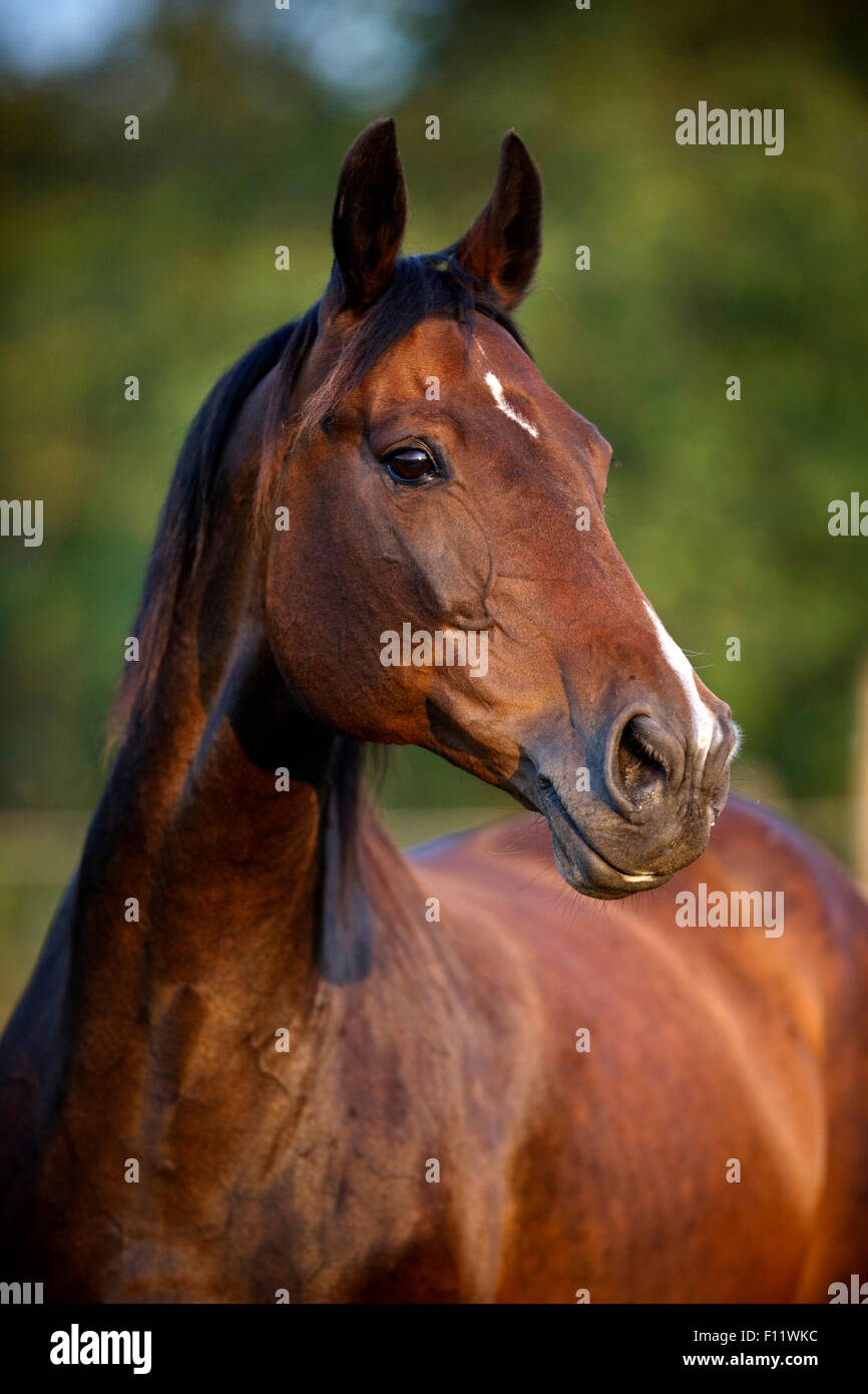 Warmblood Portrait chestnut mare star and snip Stock Photo Alamy