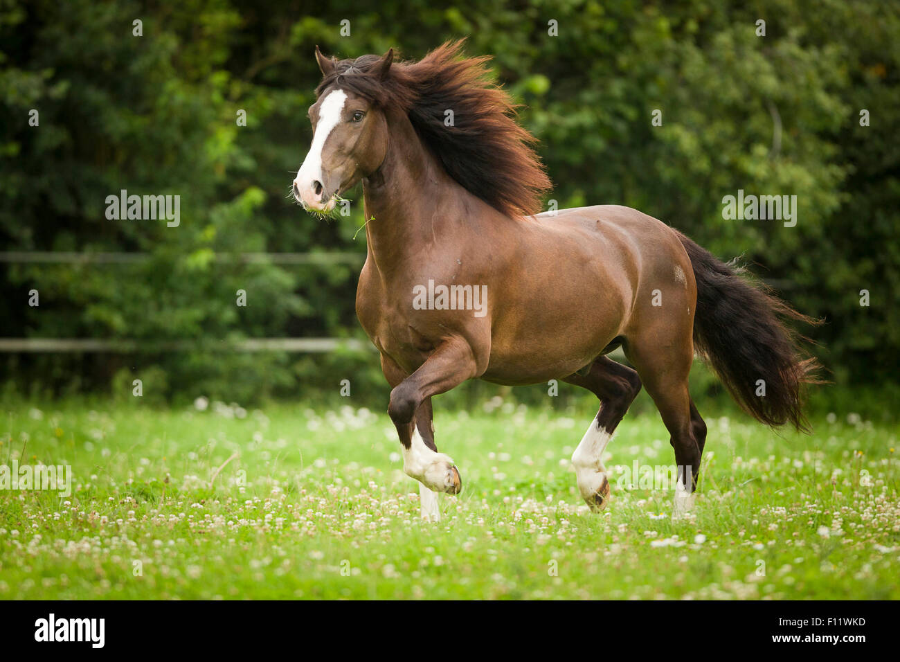 Welsh Section D High Resolution Stock Photography and Images Alamy