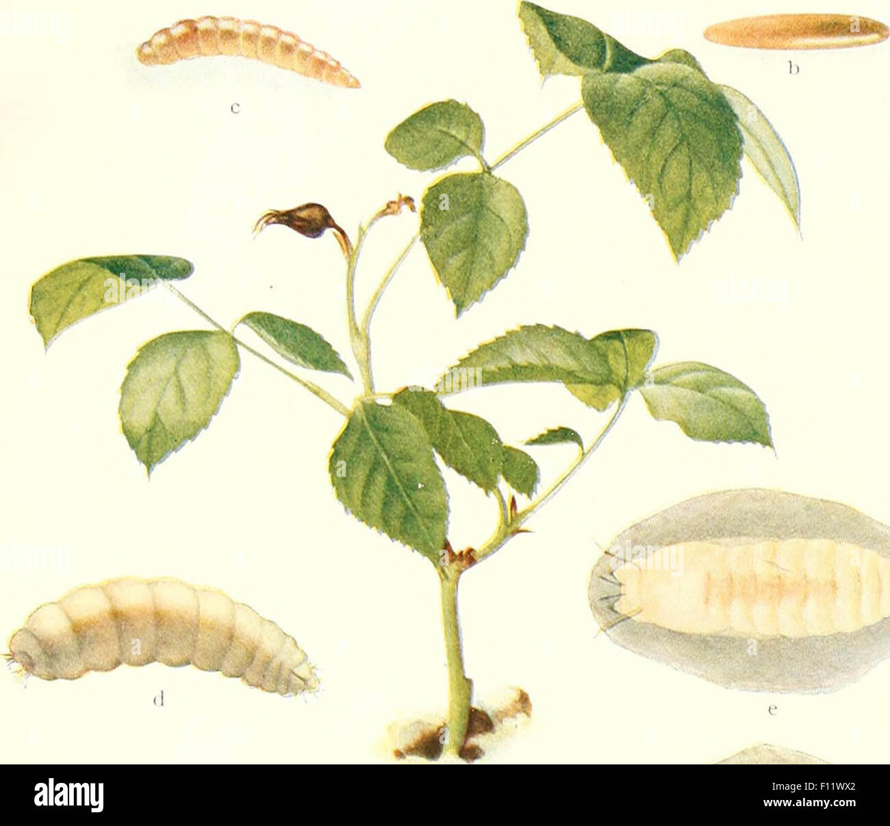 Altes Insect Old picture of insects Stock Photo - Alamy