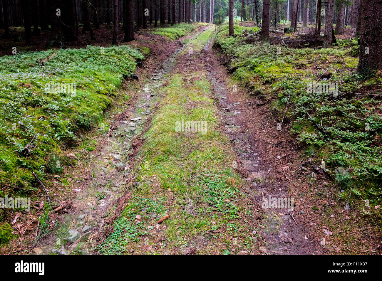 dirt road running through a forest Stock Photo