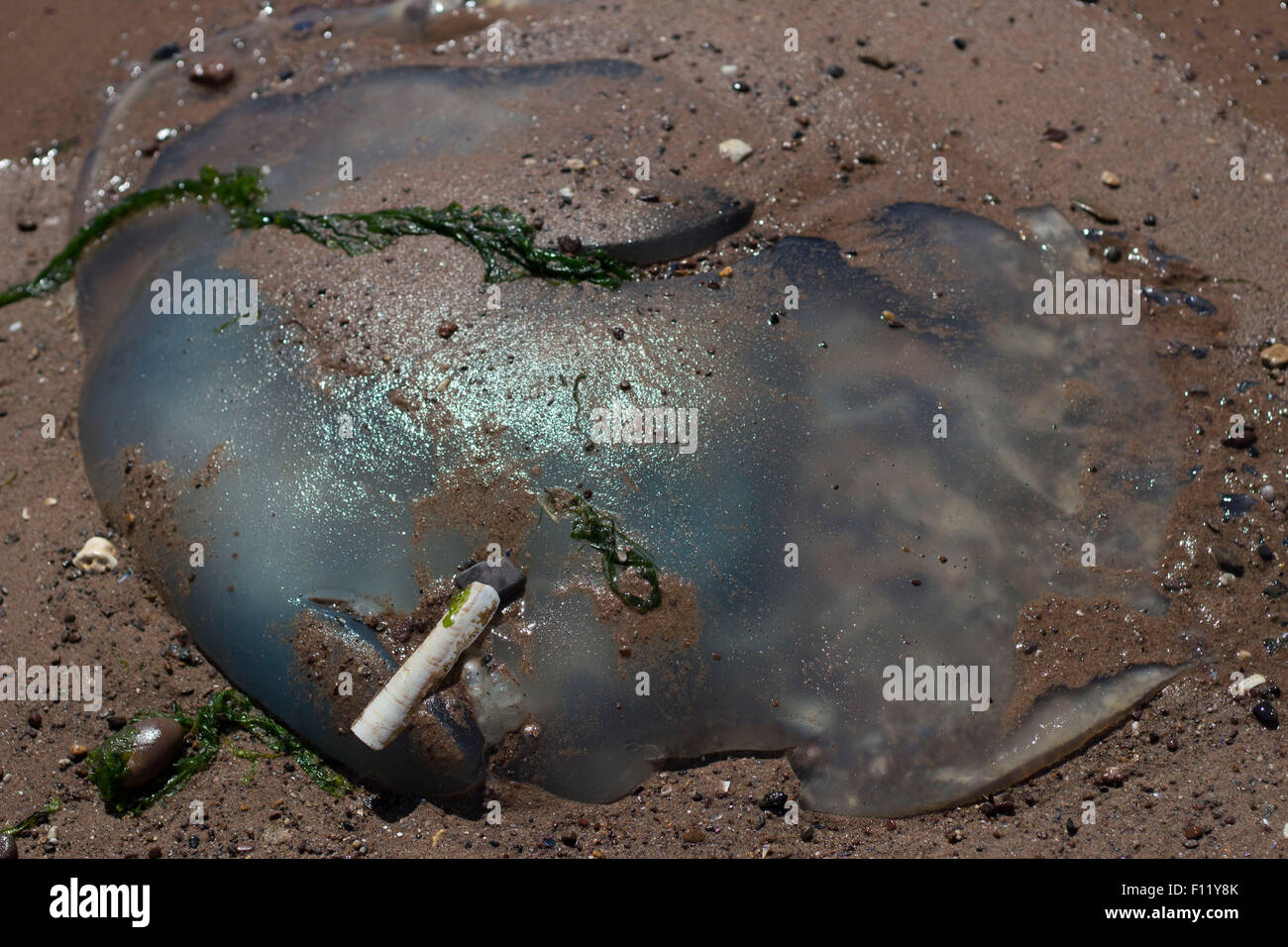 Shell Exmouth blue jelly fish on the san with a razor clam shell exmouth beach Stock ...