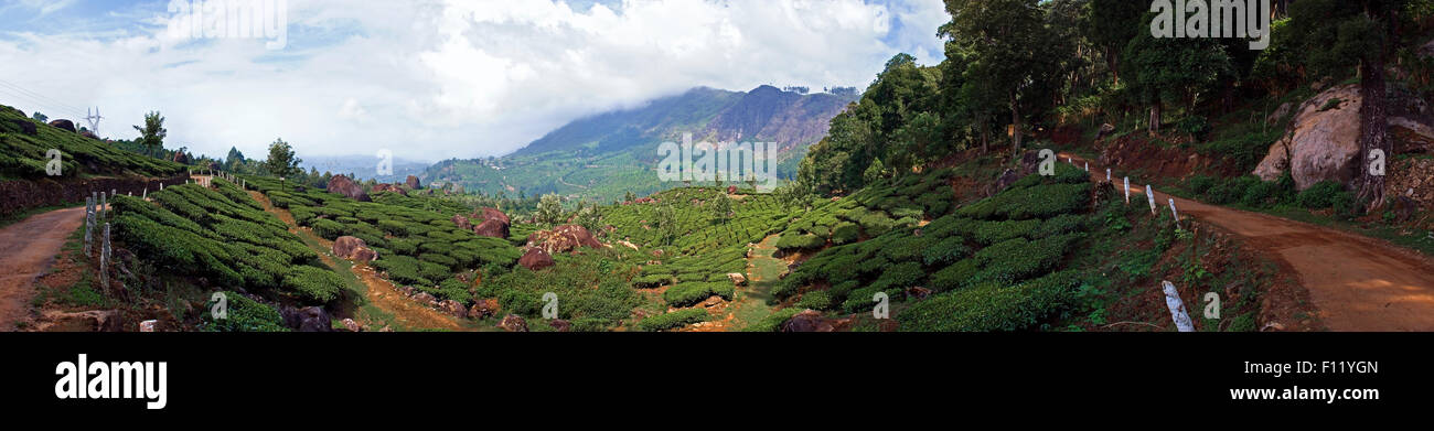Panorama of a tea plantation in Munnar India Stock Photo