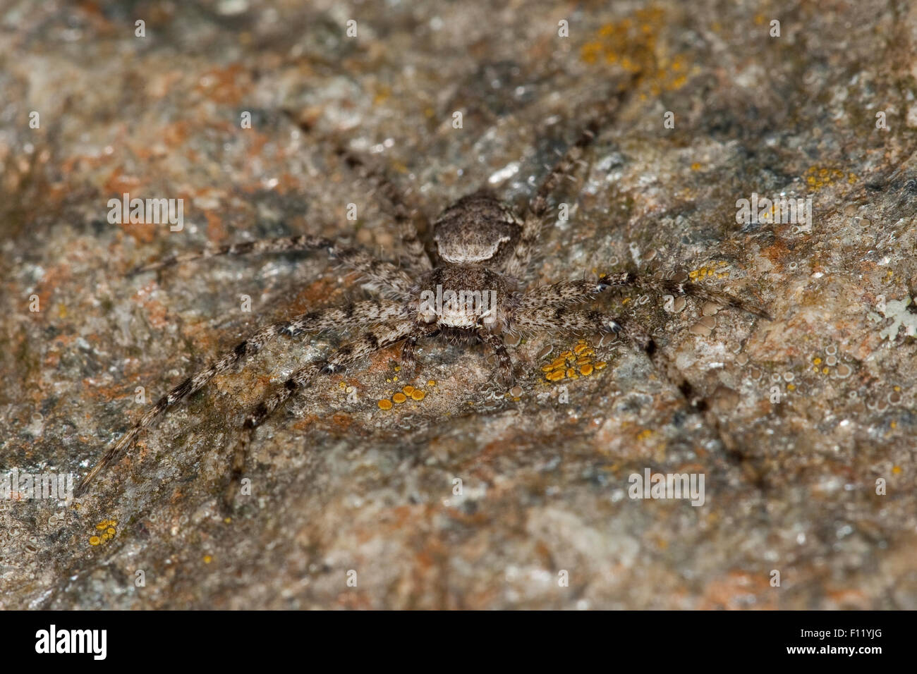 Philodromid crab spider, camouflage, Laufspinne, Flachstrecker, Tarnung, Philodromus margaritatus, Laufspinnen, Philodromidae Stock Photo
