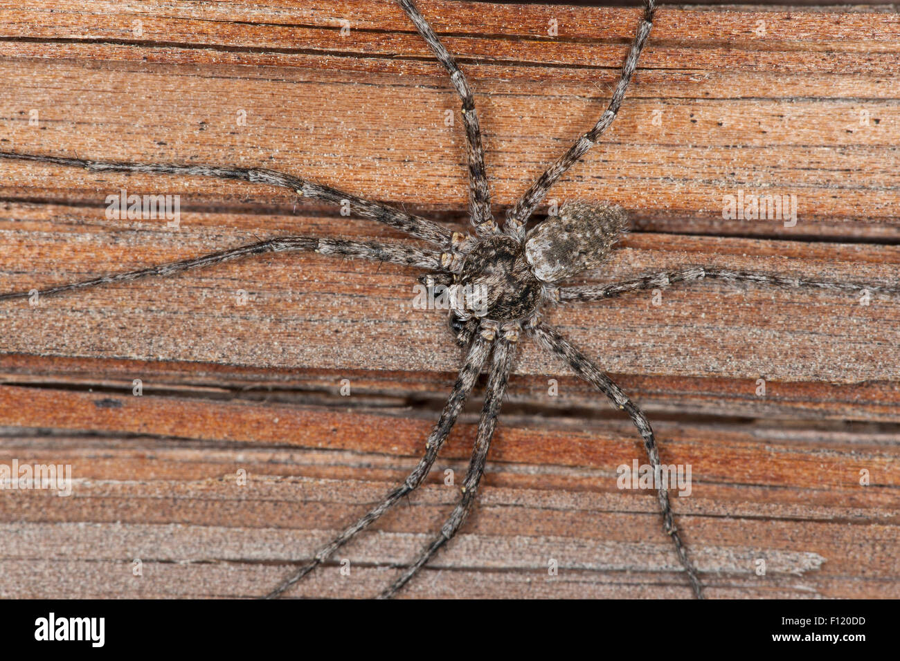 Philodromid crab spider, Laufspinne, Flachstrecker, Philodromus margaritatus, Laufspinnen, Philodromidae Stock Photo