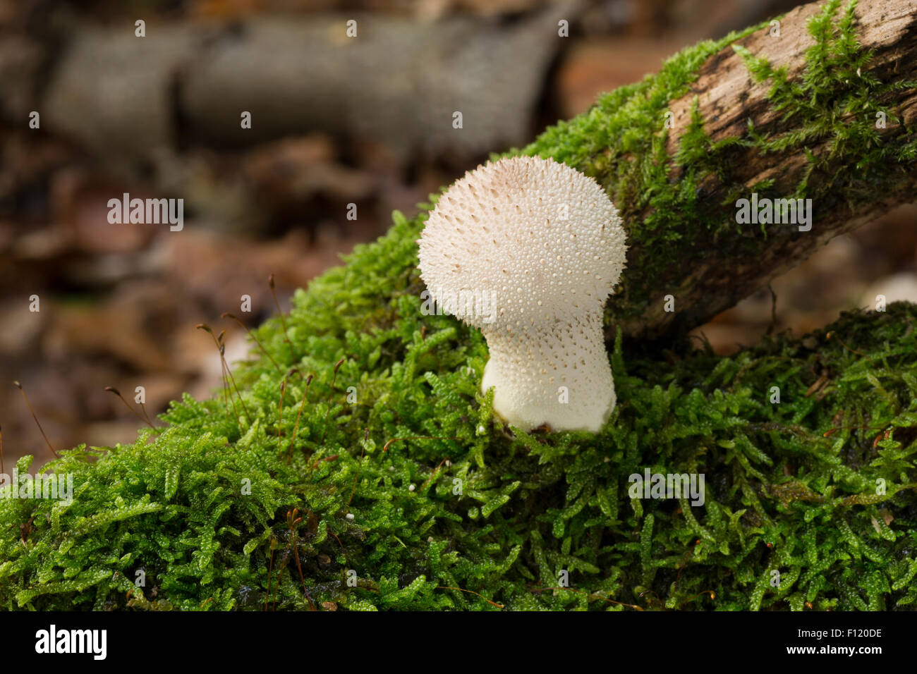 Common puffball, warted puffball, Flaschen-Stäubling, Flaschenstäubling, Lycoperdon perlatum, Lycoperdon gemmatum Stock Photo