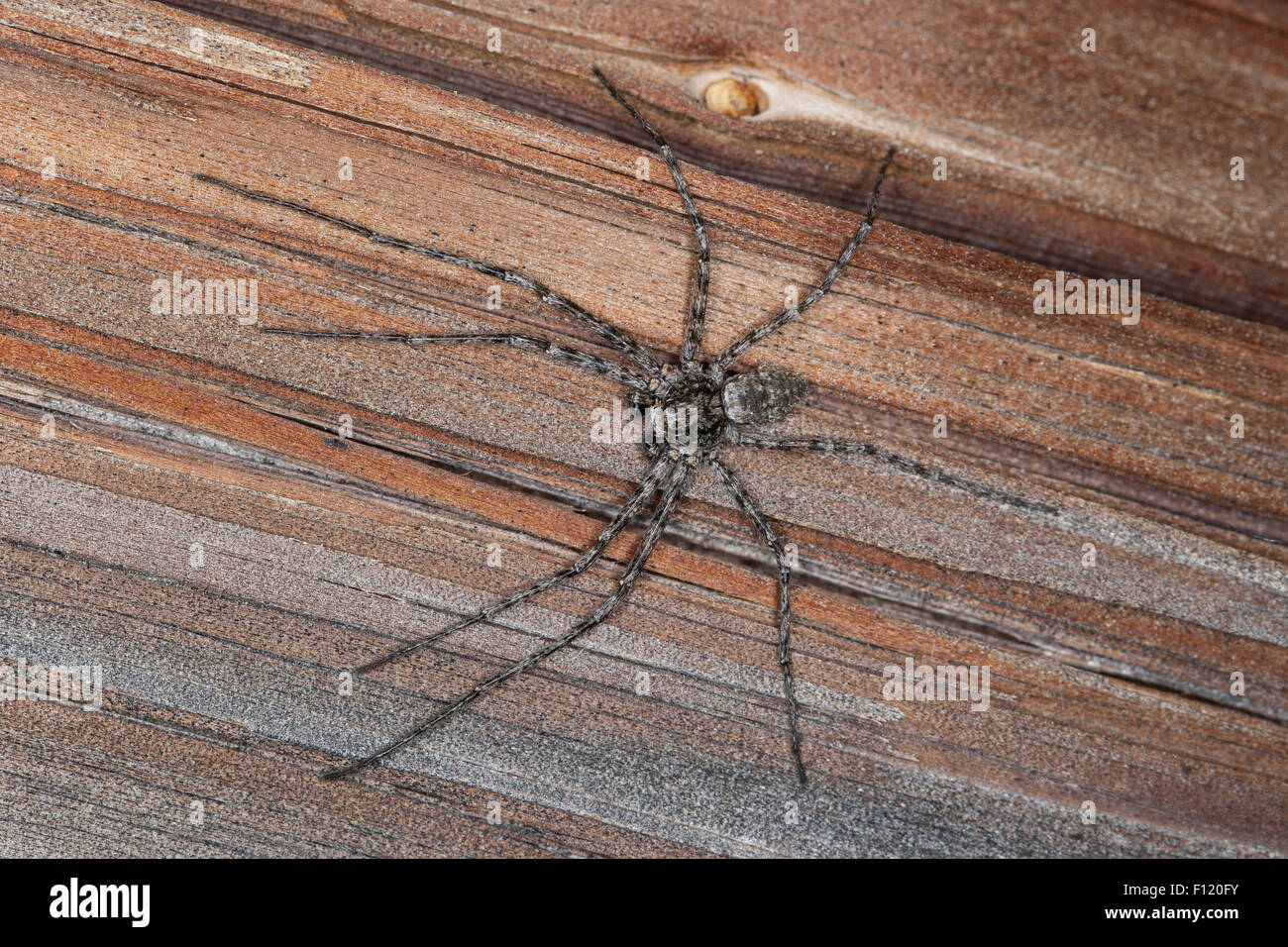 Philodromid crab spider, Laufspinne, Flachstrecker, Philodromus margaritatus, Laufspinnen, Philodromidae Stock Photo