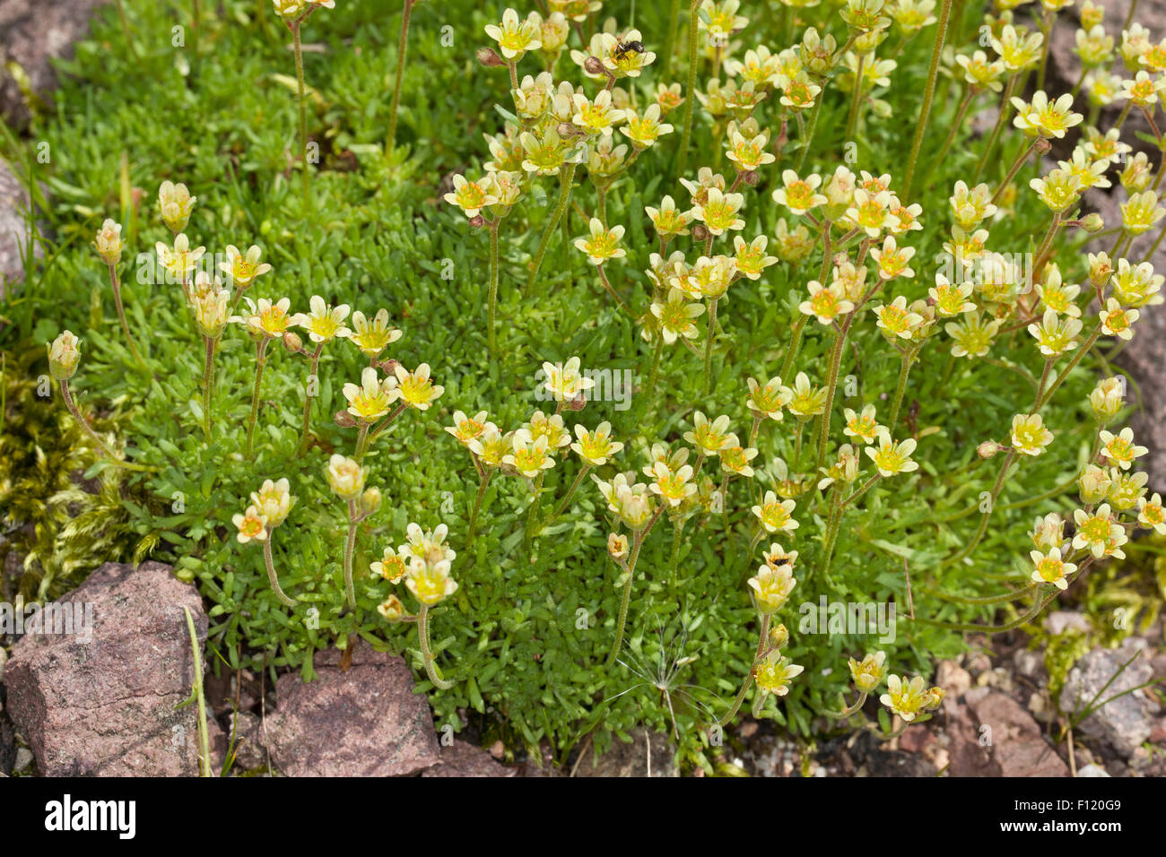 Furrowed saxifrage, Furchen-Steinbrech, Gefurchter Steinbrech, Saxifraga exarata Stock Photo