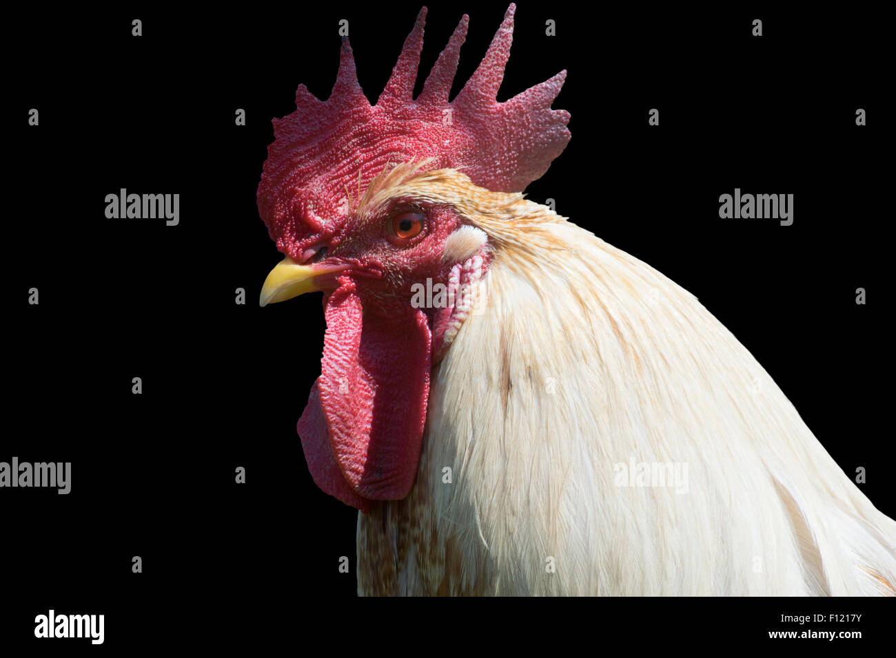 Rooster isolated on black background Stock Photo - Alamy