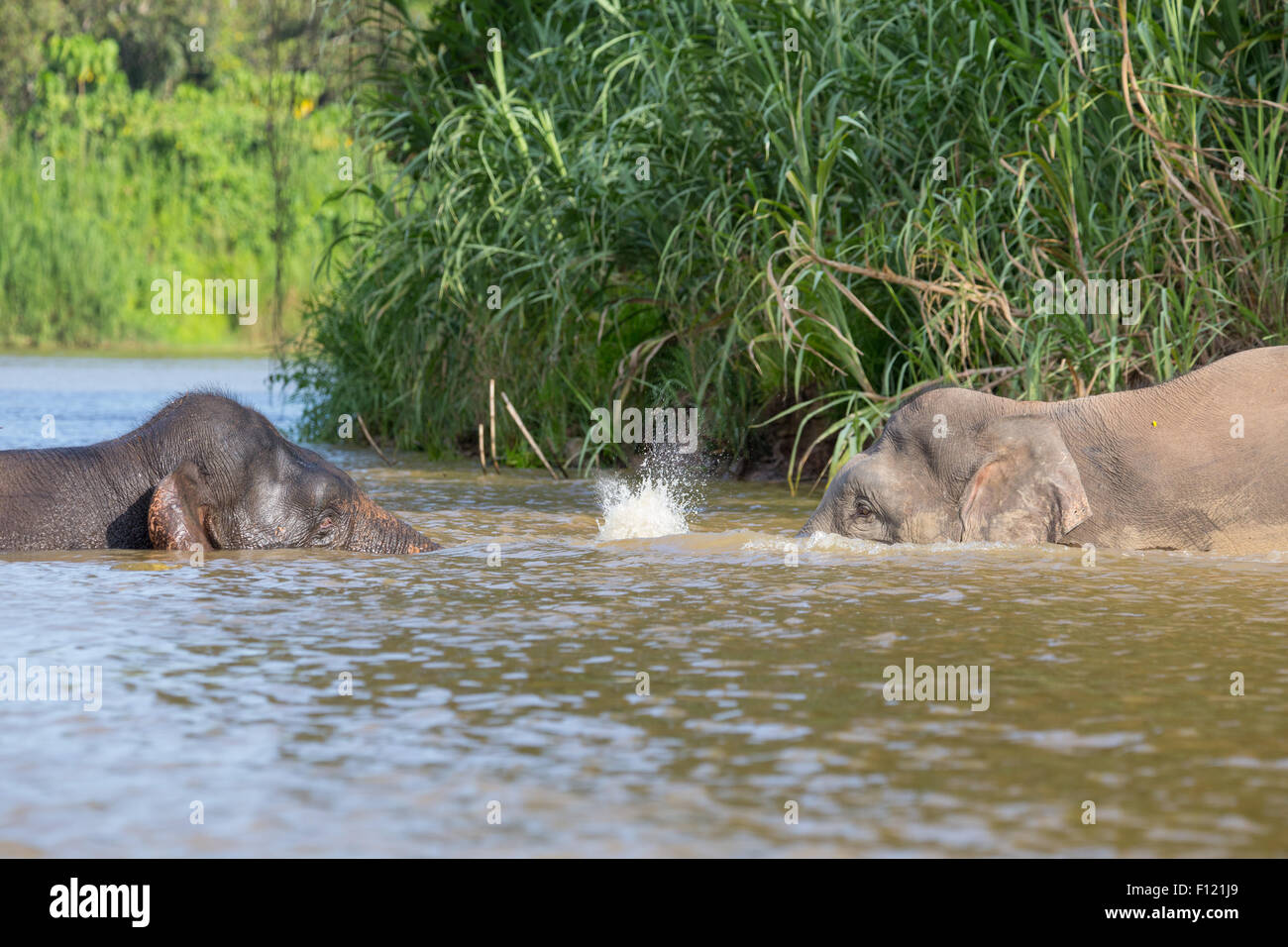 Bornean Pygmy Elephants (Elephas maximus borneensis) interacting, Kinabatangan River, Sabah, Malaysia Stock Photo