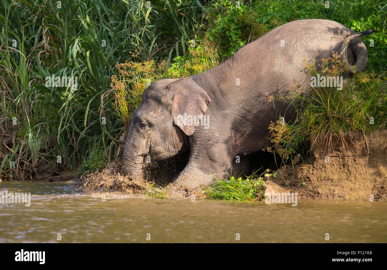 Bornean Pygmy Elephant (Elephas maximus borneensis), Kinabatangan River