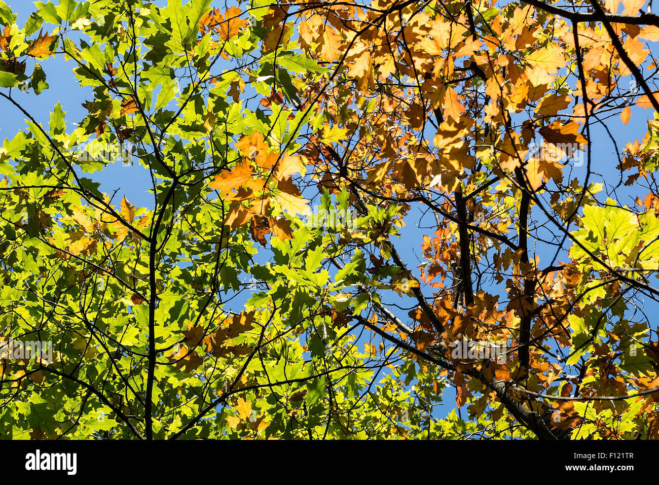 Leaves on the sky background Stock Photo - Alamy