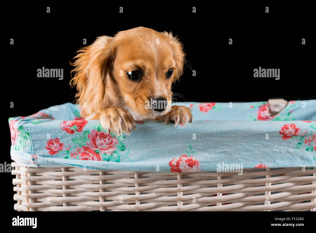 Cavapoo In Basket Cavapoo puppy looks out of a fabric-lined white wicker basket with a ...