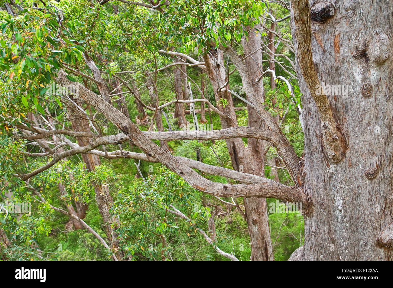 Tingle forest canopy in Walpole-Nornalup National Park. Stock Photo