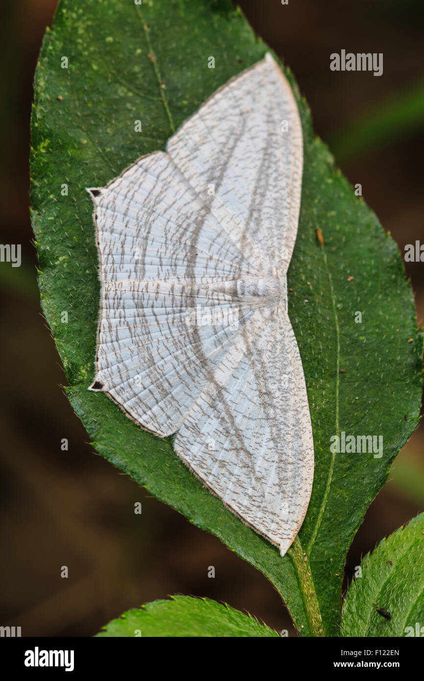 Moth wings hires stock photography and images Alamy