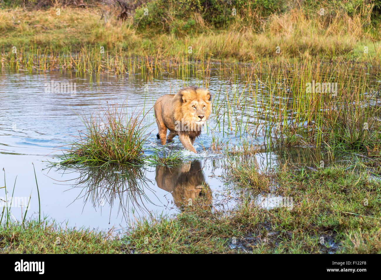 Lion (Panthera leo) crossing a river in the early morning in the Duba Reserve, Okavango Delta, north Botswana, southern Africa. Stock Photo