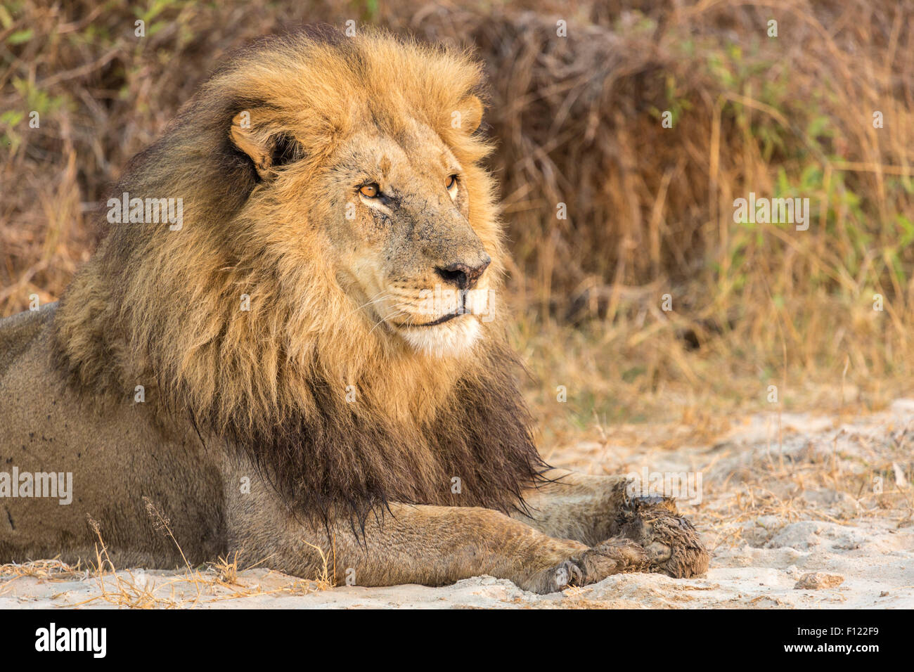 Wildlife A Magnificent Majestic Male Lion A Wild Animal Apex Predator Serenely Sits Resting In The Morning Sun In The Okavango Delta Botswana Stock Photo Alamy