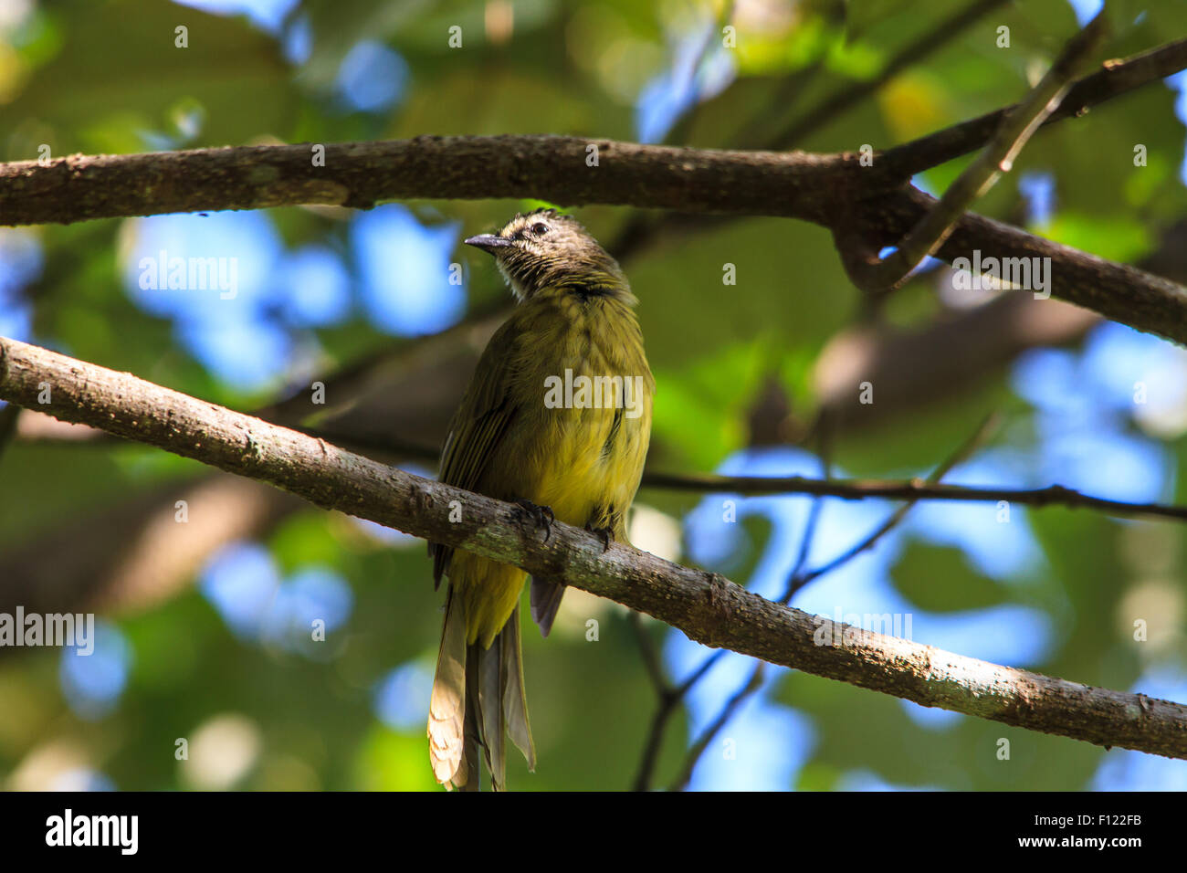 beautiful flavescent bulbul (Pycnonotus flavescens) in Thai forest Stock Photo