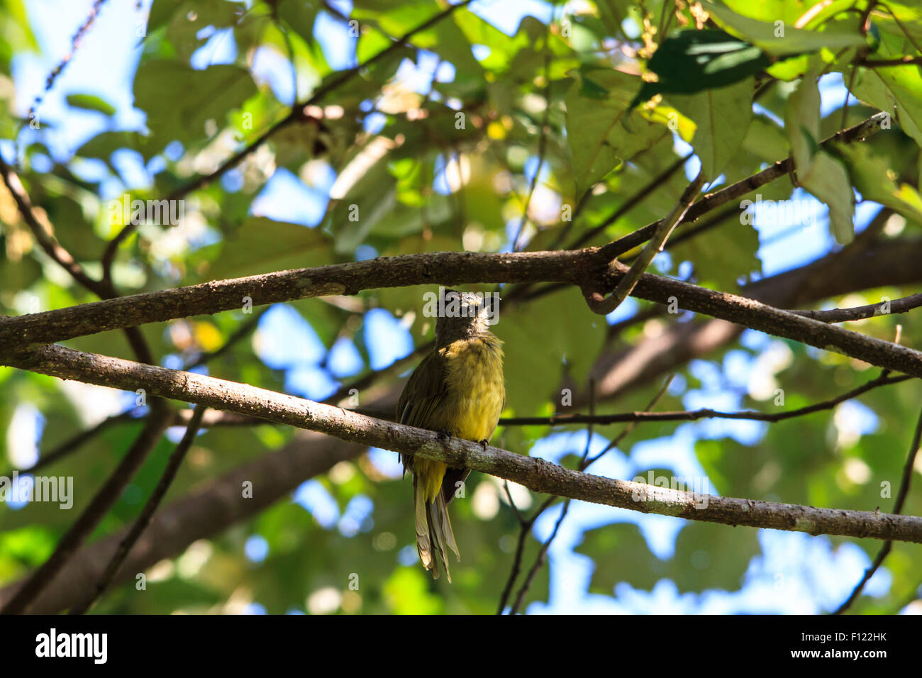 beautiful flavescent bulbul (Pycnonotus flavescens) in Thai forest Stock Photo