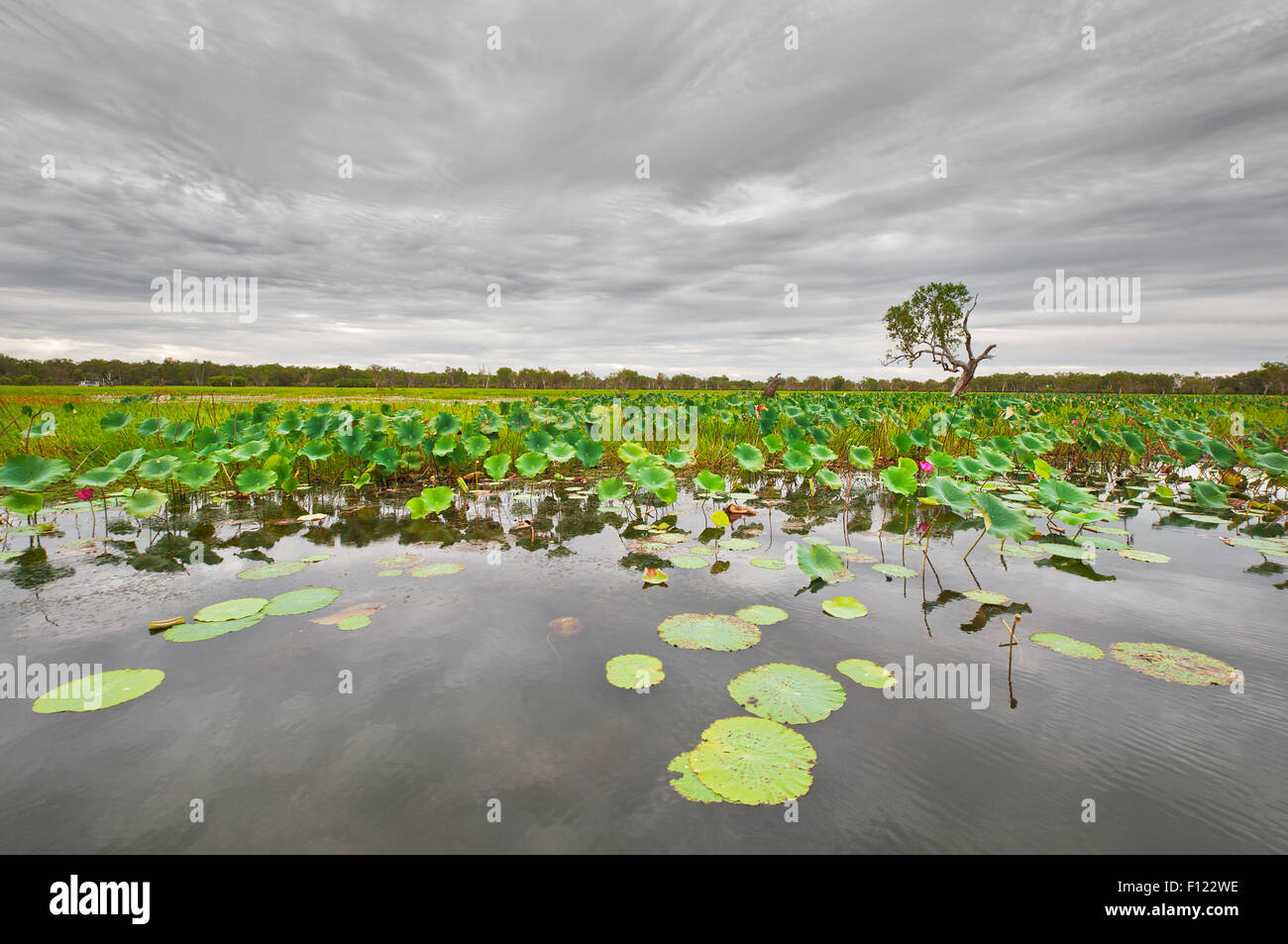 Water Lilies on South Alligator River in Kakadu National Park. Stock Photo