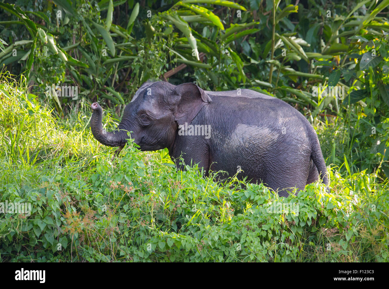 Young male Bornean Pygmy Elephant (Elephas maximus borneensis), Kinabatangan River, Sabah, Malaysia Stock Photo