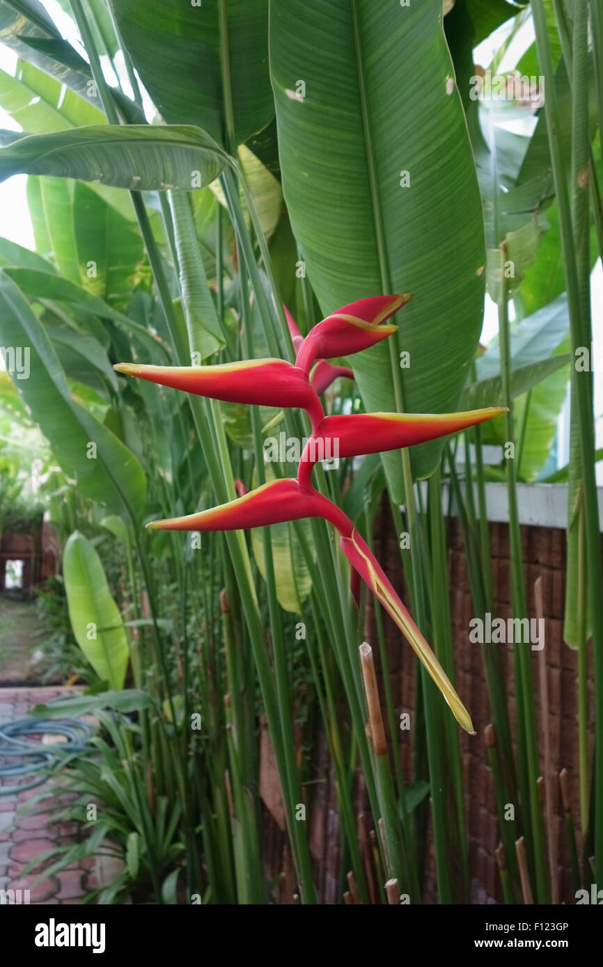 Flower on a Heliconia plant part of a hedge for domestic properties in Thailand Stock Photo