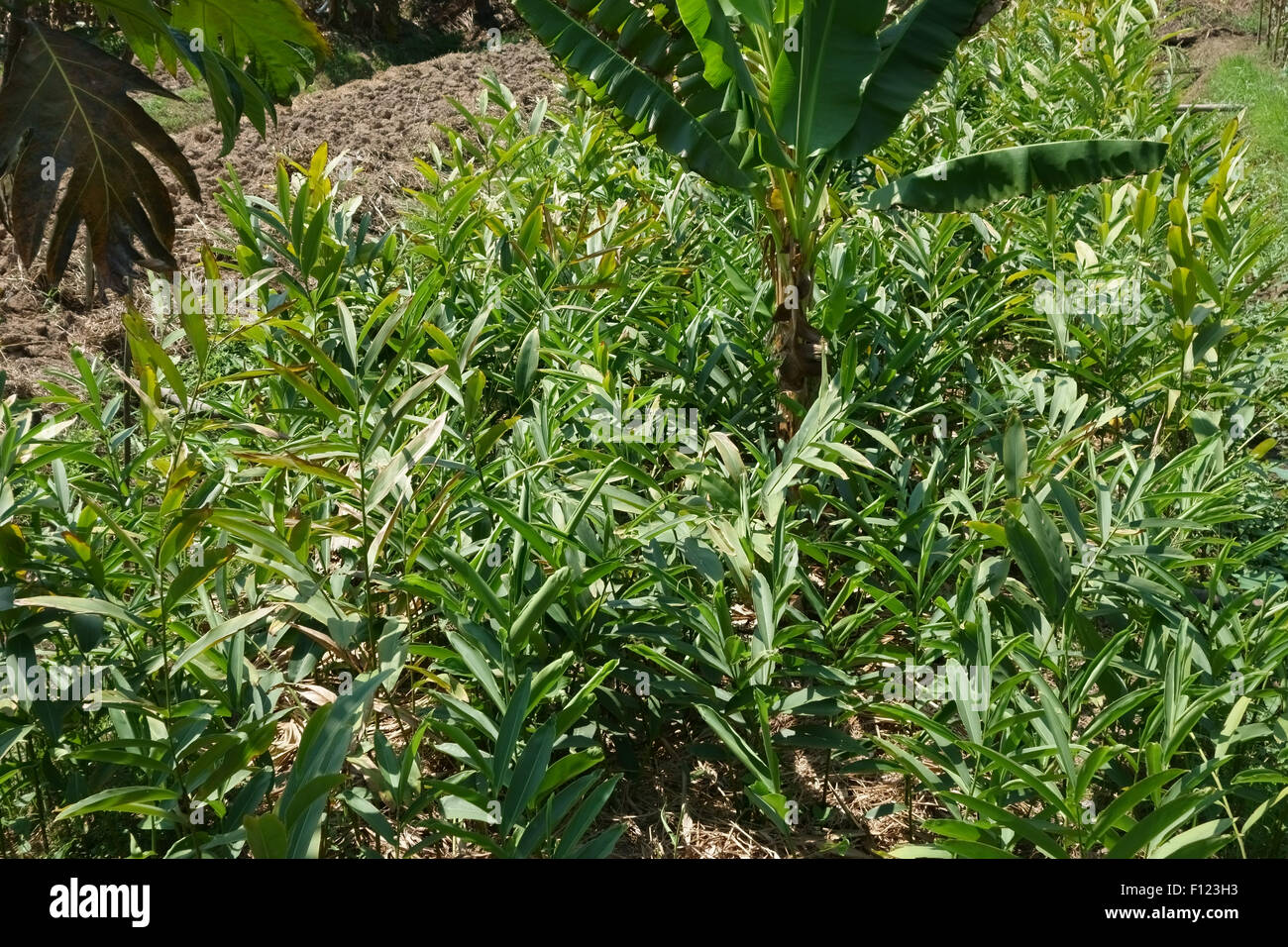 Root ginger intercropped with banana plants and papaye on raised vegetable beds with irrigation canals on Koh Kret, Bangkok, Tha Stock Photo