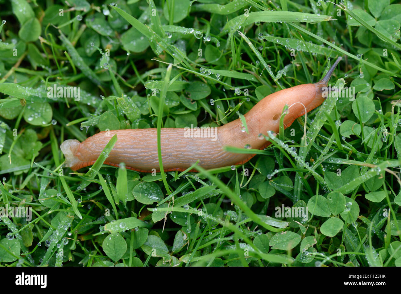 tan colour variation of a Spanish slug, Arion vulgaris, on grass, Berkshire, August Stock Photo