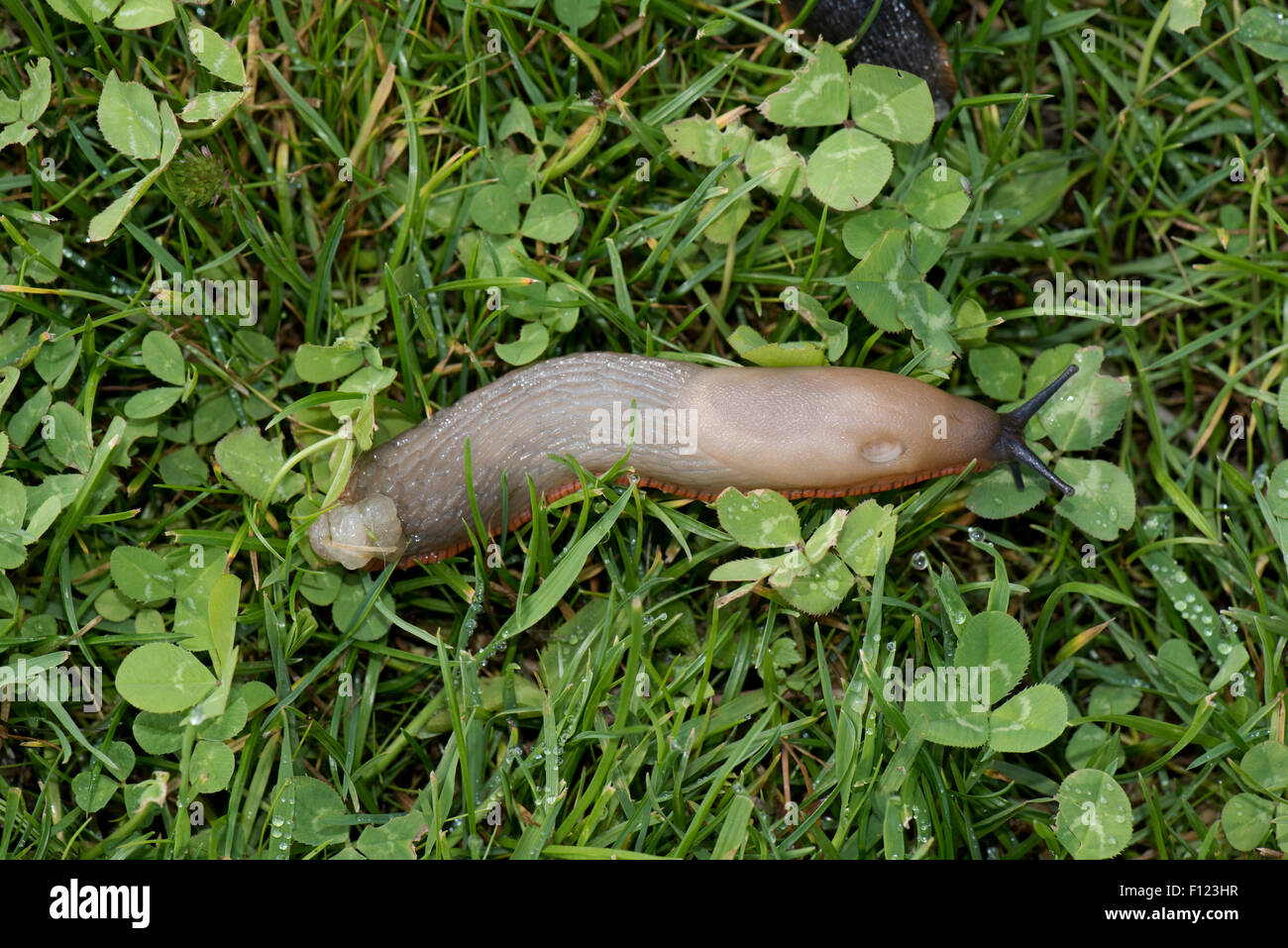 light grey beige colour variation of a Spanish slug, Arion vulgaris, on grass, Berkshire, August Stock Photo
