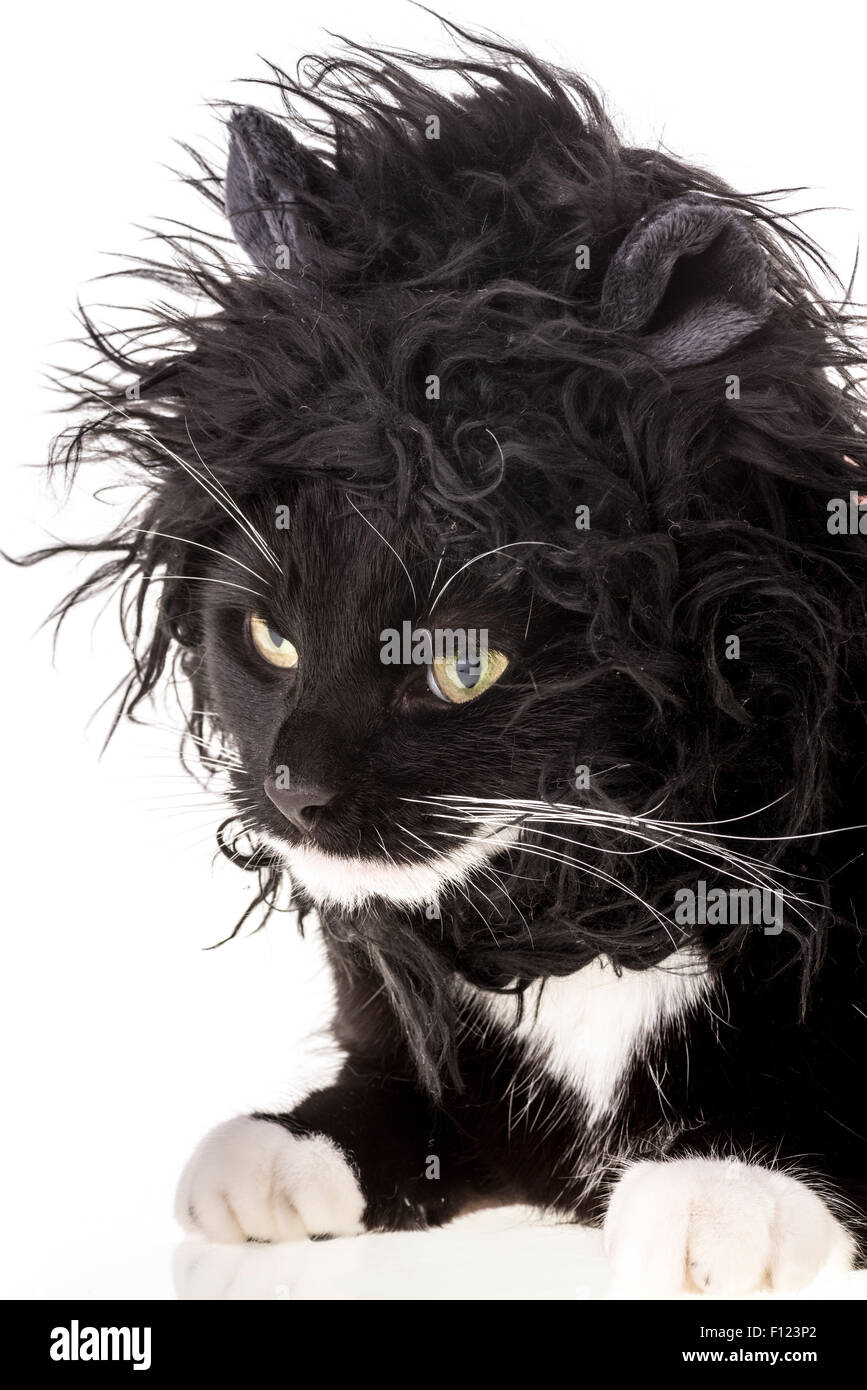 Black and white cat wearing black mane. Stock Photo