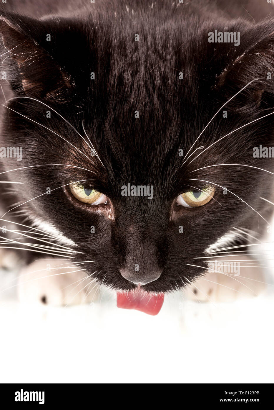 Close up of black and white domestic cat's head and tongue Stock Photo