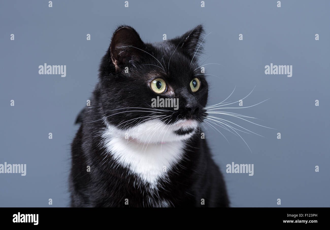 Head and shoulders studio shot of black and white domestic cat Stock