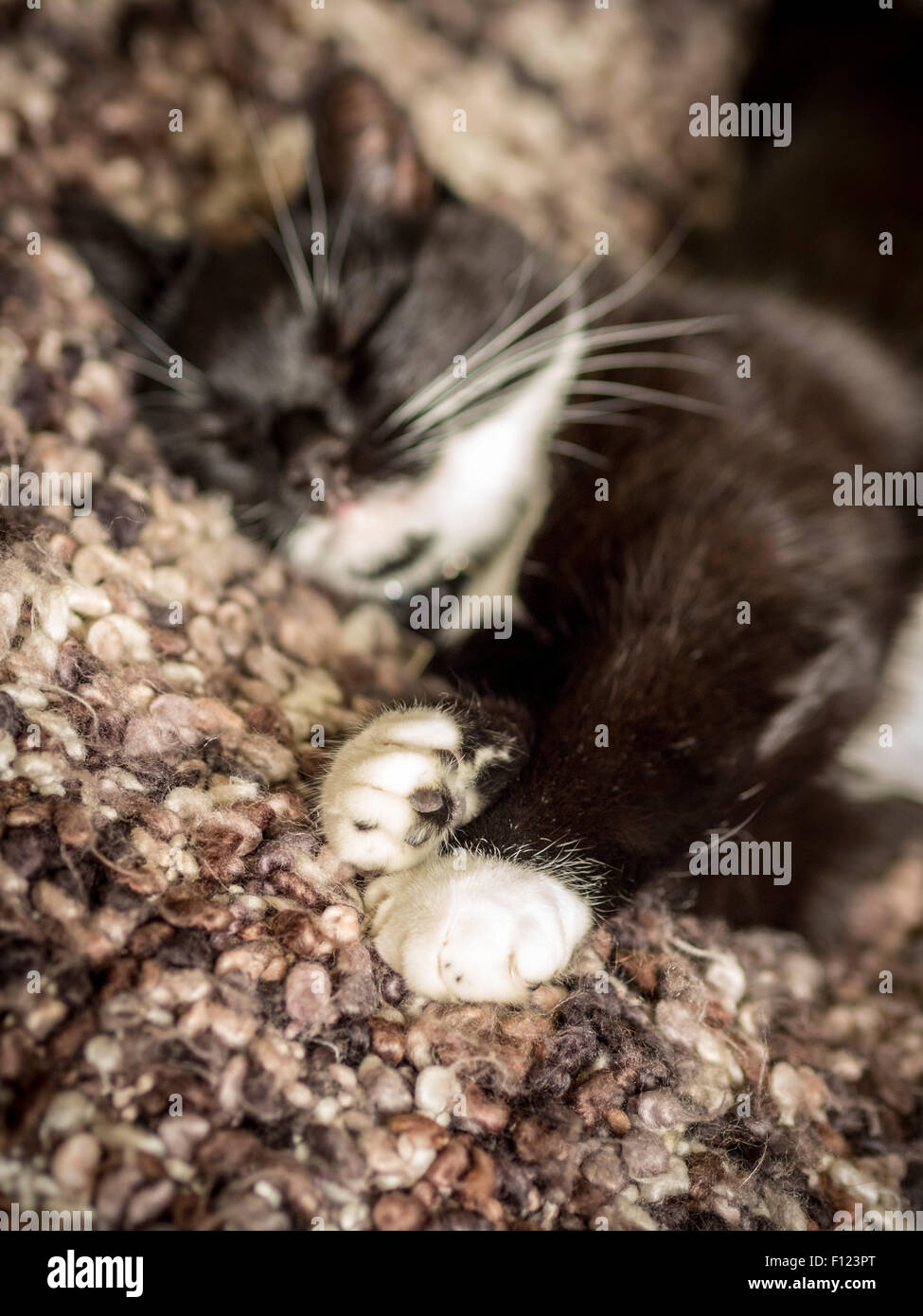 White paws of a black and white domestic cat sleeping on a knitted blanket Stock Photo