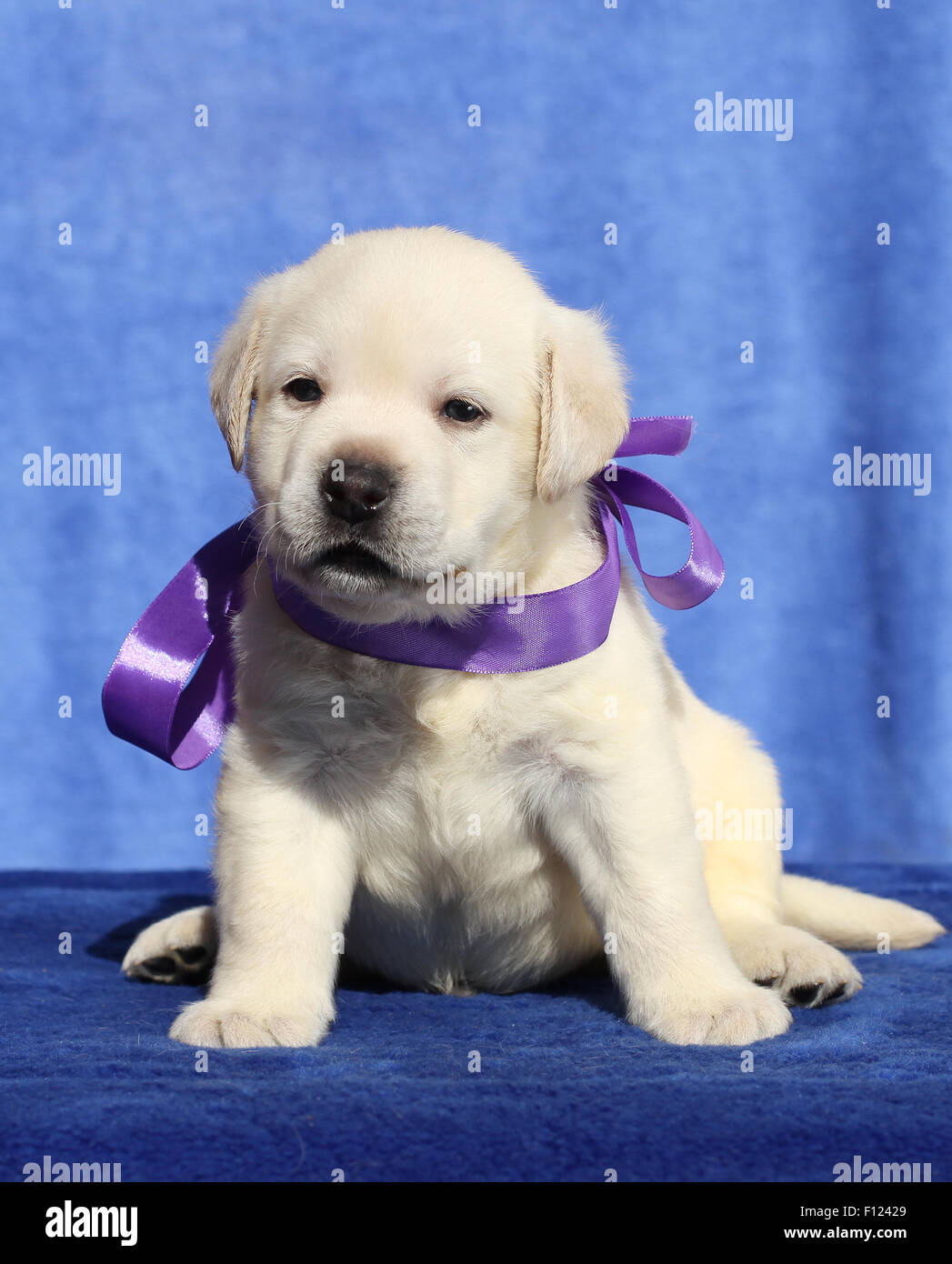 the nice yellow labrador puppy sitting on blue background Stock Photo ...
