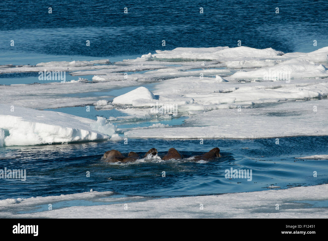 Norway, Barents Sea, Svalbard, Sjuoyane, Seven Islands. Northeast-Svalbard Nature Reserve. Walrus (WILD: Odobenus roamerus) Stock Photo