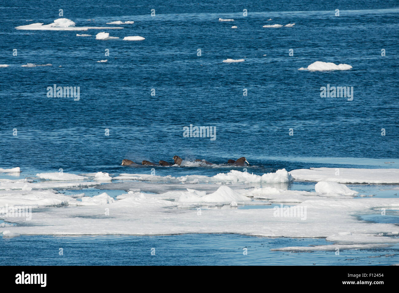 Norway, Barents Sea, Svalbard, Sjuoyane, Seven Islands. Northeast-Svalbard Nature Reserve. Walrus (WILD: Odobenus roamerus). Stock Photo