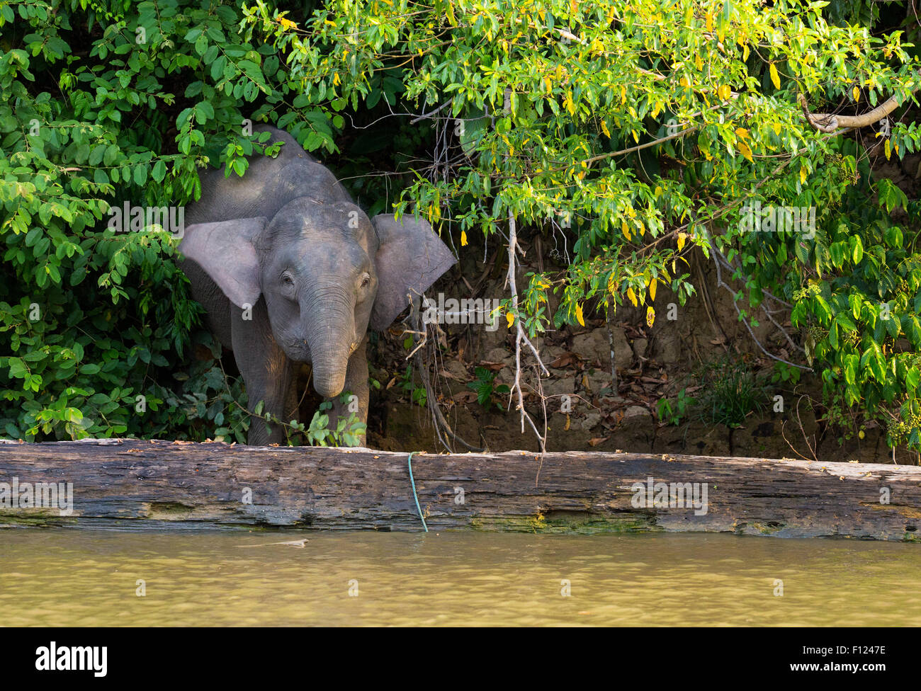 Bornean Pygmy Elephant (Elephas maximus borneensis), Kinabatangan River, Sabah, Malaysia Stock Photo