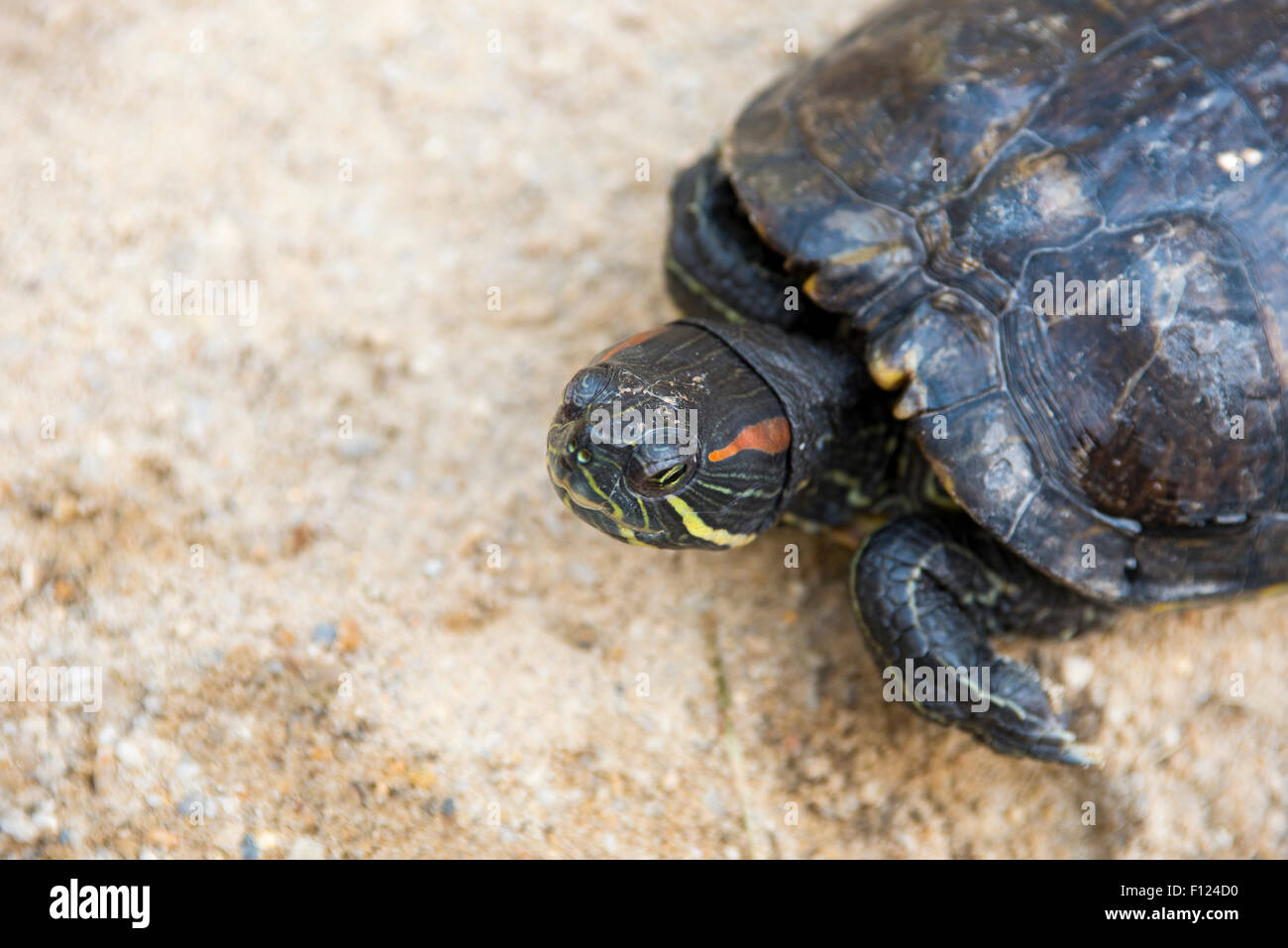 Trachemys scripta scale hi-res stock photography and images - Alamy