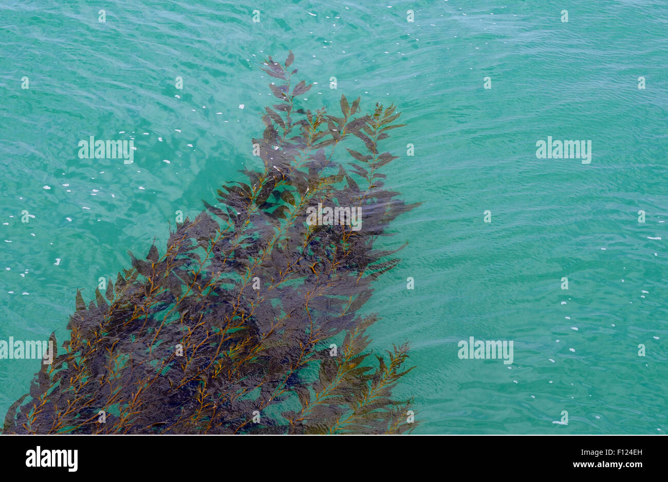 Seaweed floating in the Pacific Stock Photo
