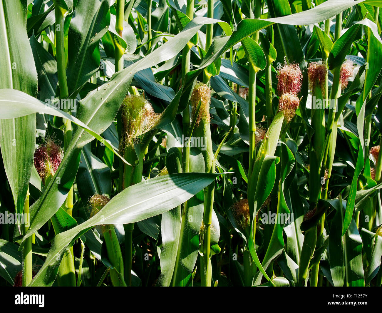 Young  maize (corn) cobs with typical ears evident. Much of this French crop is used as cattle feed. Stock Photo