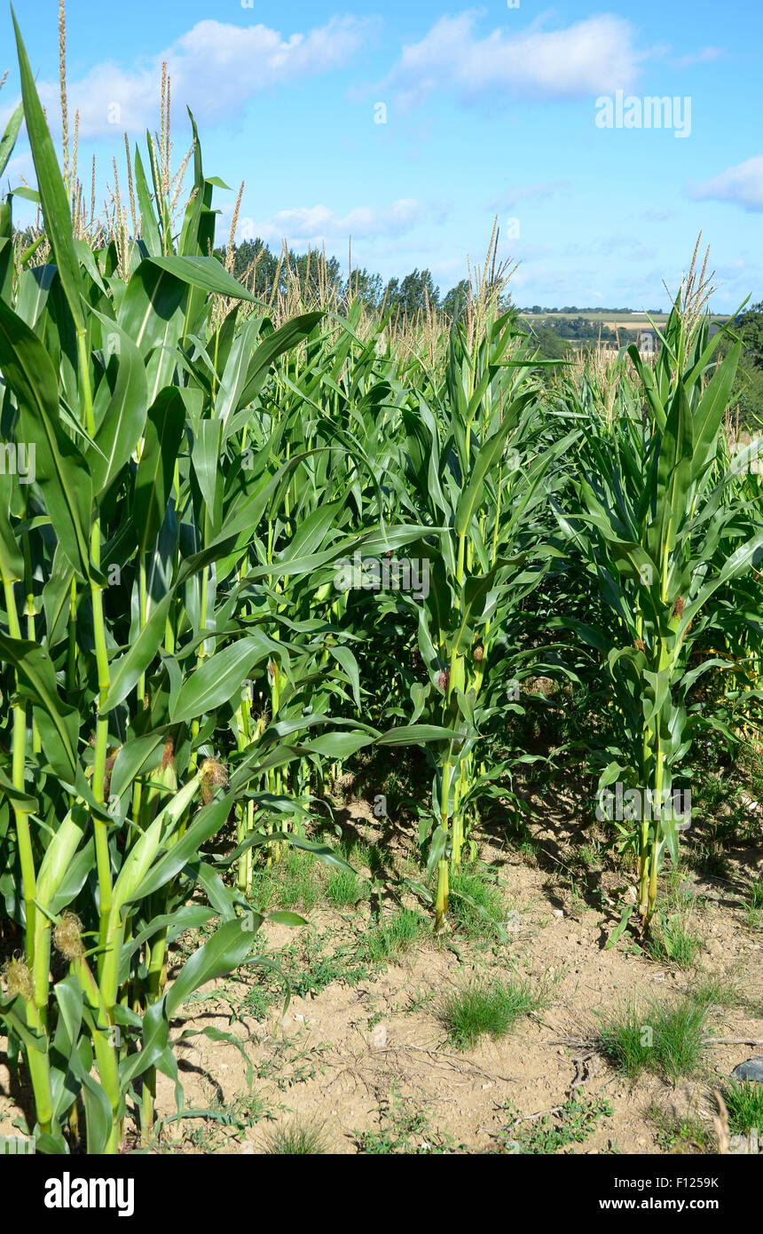 Maize (corn) growing in a field in Basse Normandie (southern Normandy), France. Much of the crop is used as cattle feed. Stock Photo