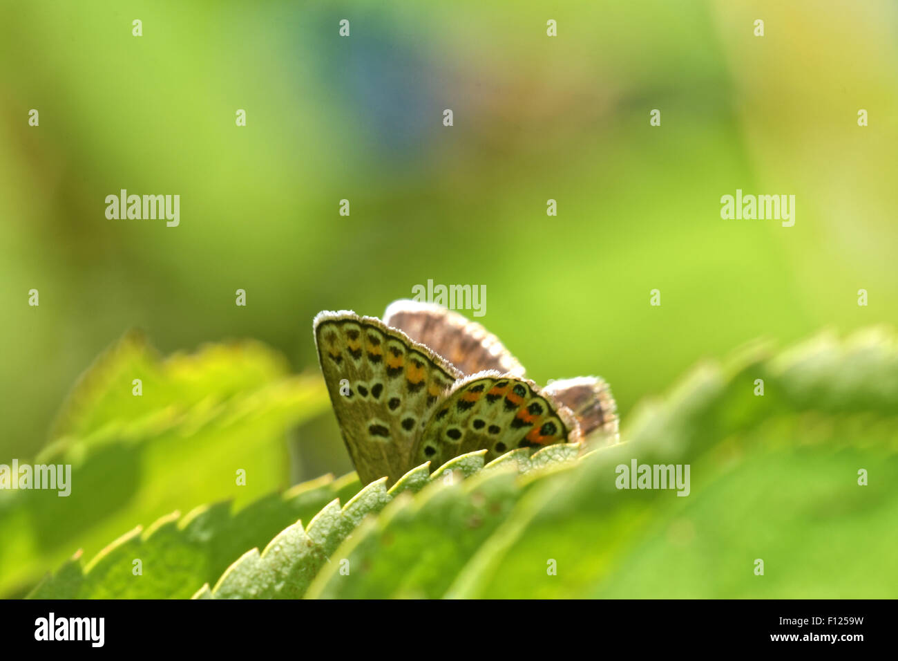 Gossamer-winged butterfly hiding behind green leaves Stock Photo