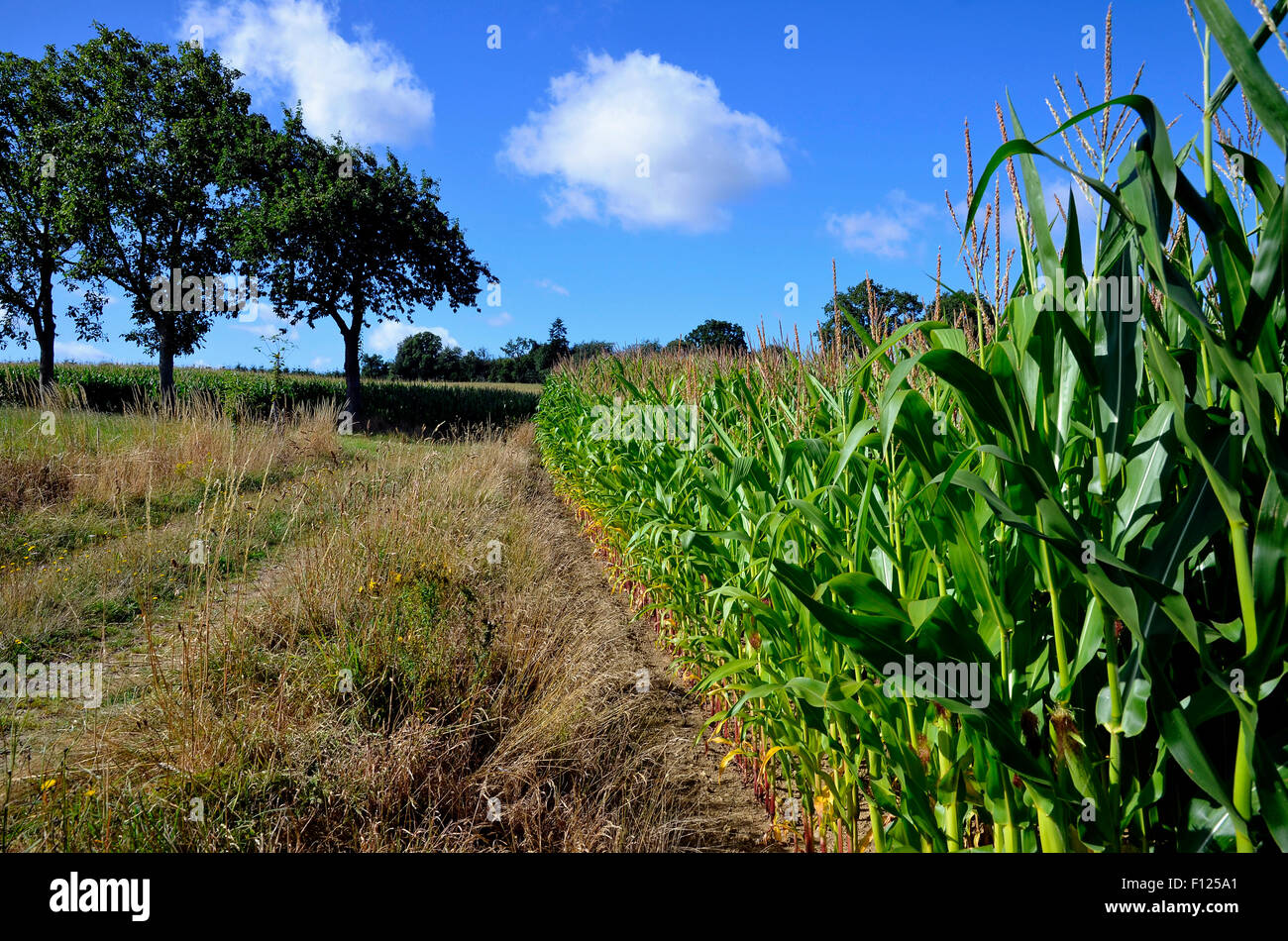 A field of maize (corn) in Basse Normandie (southern Normandy), France. Much of the crop is used as cattle feed. Stock Photo