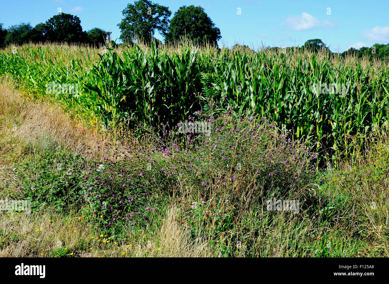 A field of maize (corn) in Basse Normandie (southern Normandy), France. Much of the crop is used as cattle feed. Stock Photo