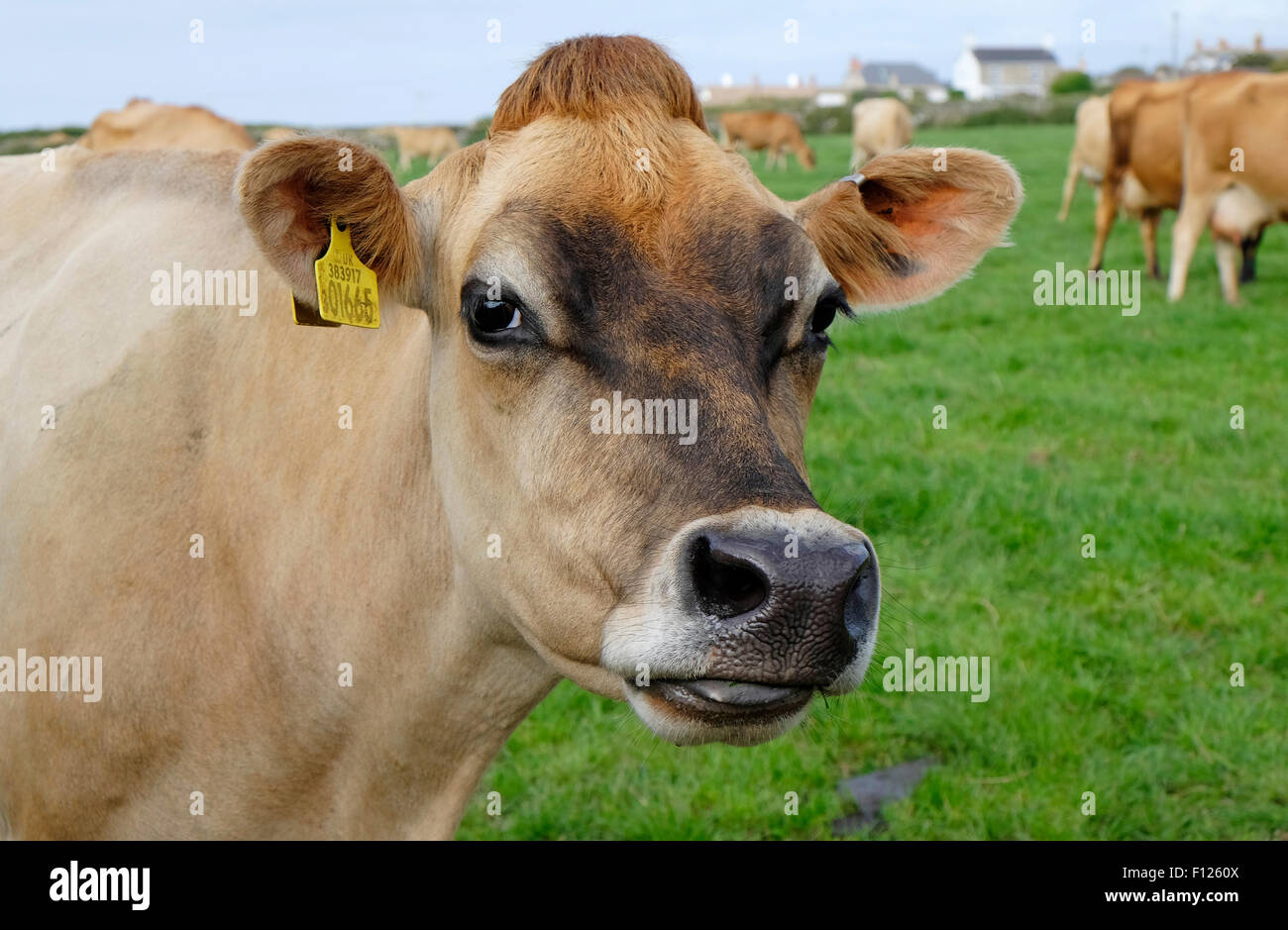 jersey cow in field, cornwall, england Stock Photo