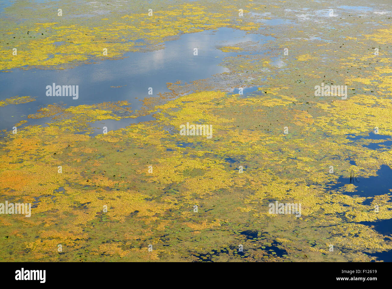 The leaves are blooming water lilies and algae on the river Stock Photo ...