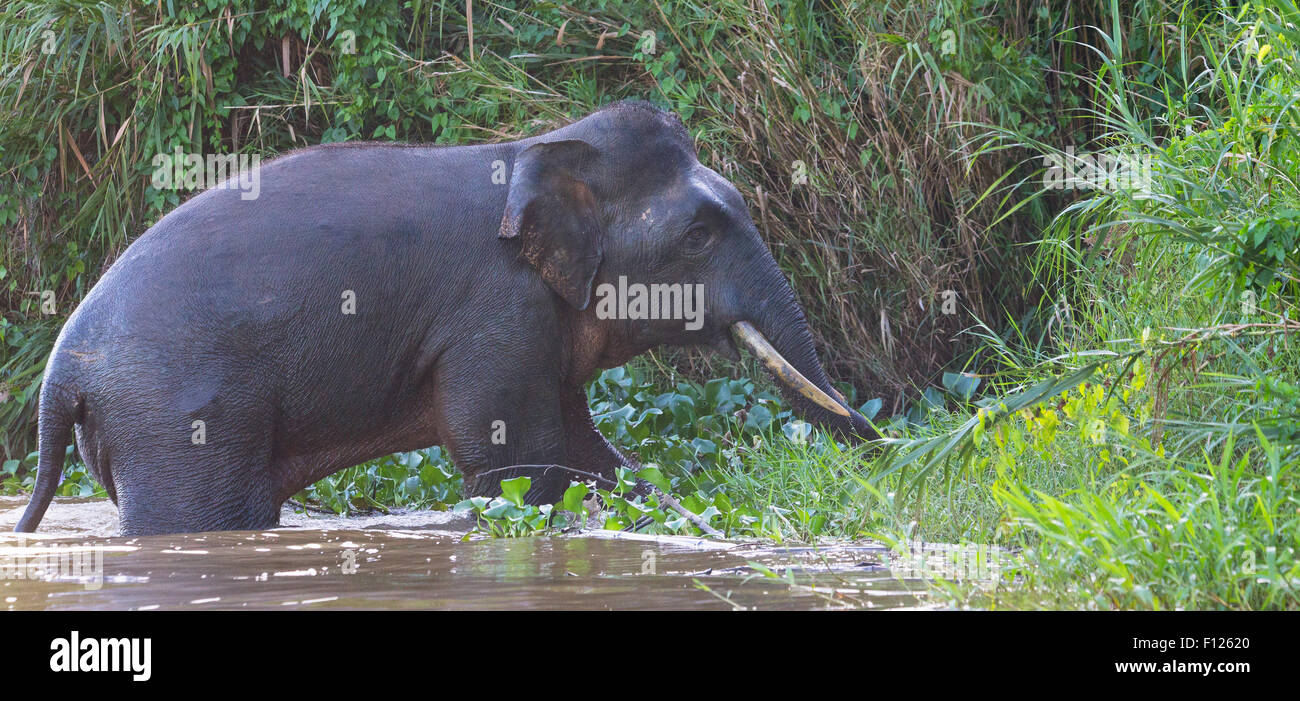 Adult male Borneo Pygmy Elephant (Elephas maximus borneensis) swimming in the Kinabatangan River, Sabah, Malaysia Stock Photo
