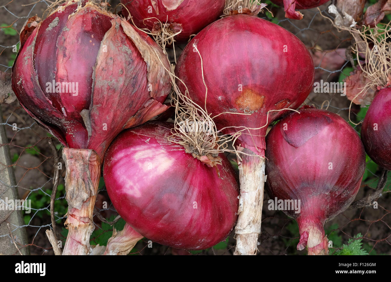 red onions drying on metal rack, norfolk, england Stock Photo